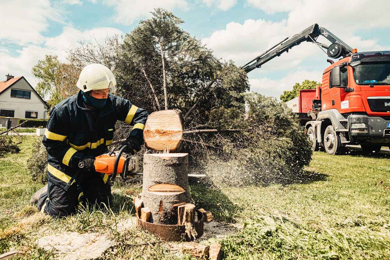 Emergency Storm Tree Removal in Twain Harte, CA